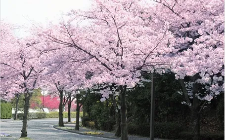 桜